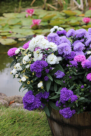 Greenex Flowering Assortment