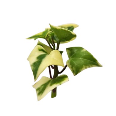 Senecio Macroglossus