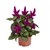 Celosia Spicata Purple 18