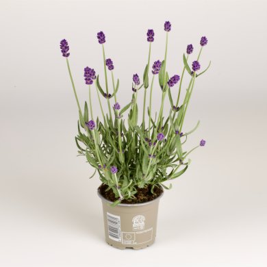 Lavandula Riez PL