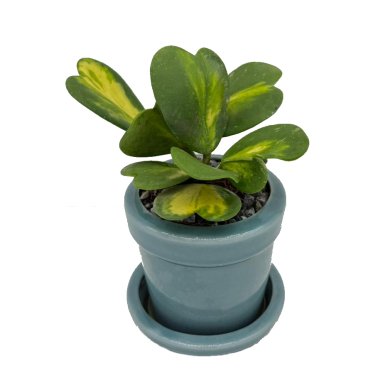Hoya Kerri Love Leaves Flame