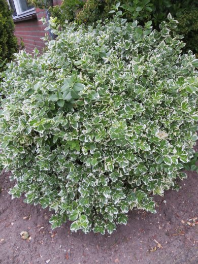 Euonymus Fortunei Emerald Gaiety BL