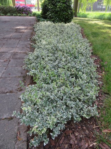 Euonymus Fortunei Emerald Gaiety PL