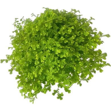 Selaginella Krausiana Aurea BL