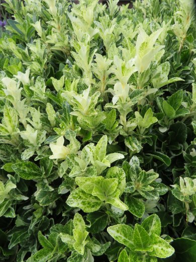 Euonymus Fortunei Harlequin BL