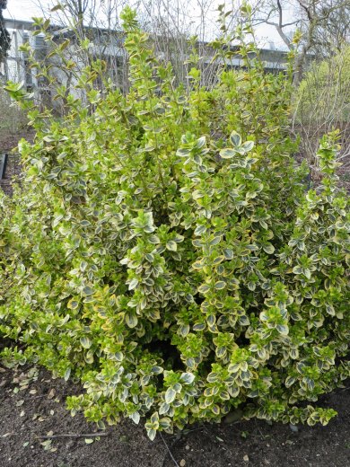 Euonymus Fortunei 'Emerald 'N' Gold PL