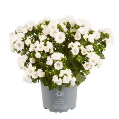 campanula double white