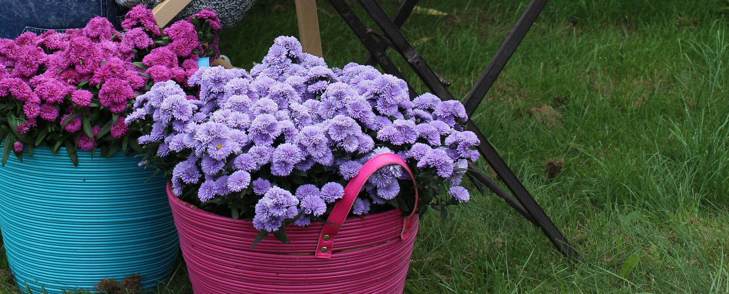 57+ Aster Mystery Lady Winterhart, Die markanten, strahlenförmigen