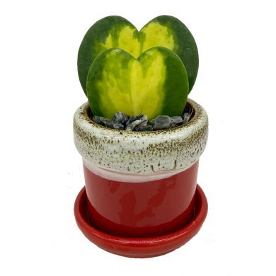 Hoya Kerri Double Leaves Flame