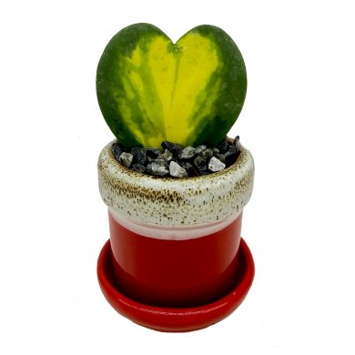 Hoya Kerri Flame