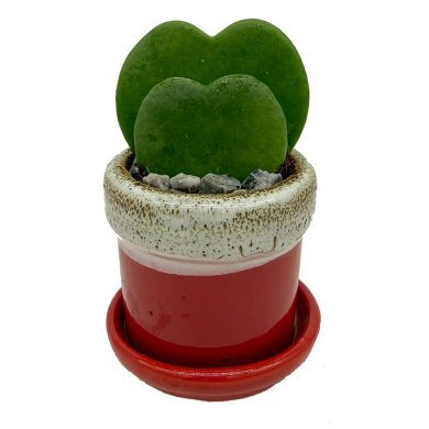 Hoya Kerri Double Leaves Green