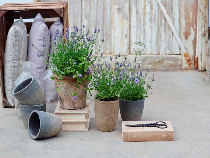 lavender small plant Three Tier Lavender Collection, Lavandula main image 1