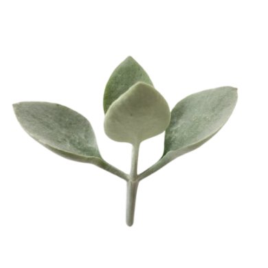 Kalanchoe Bracteata Silver Spoons
