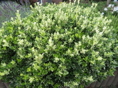 Euonymus Fortunei Harlequin PL