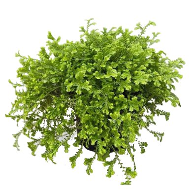Selaginella Krausiana Aurea