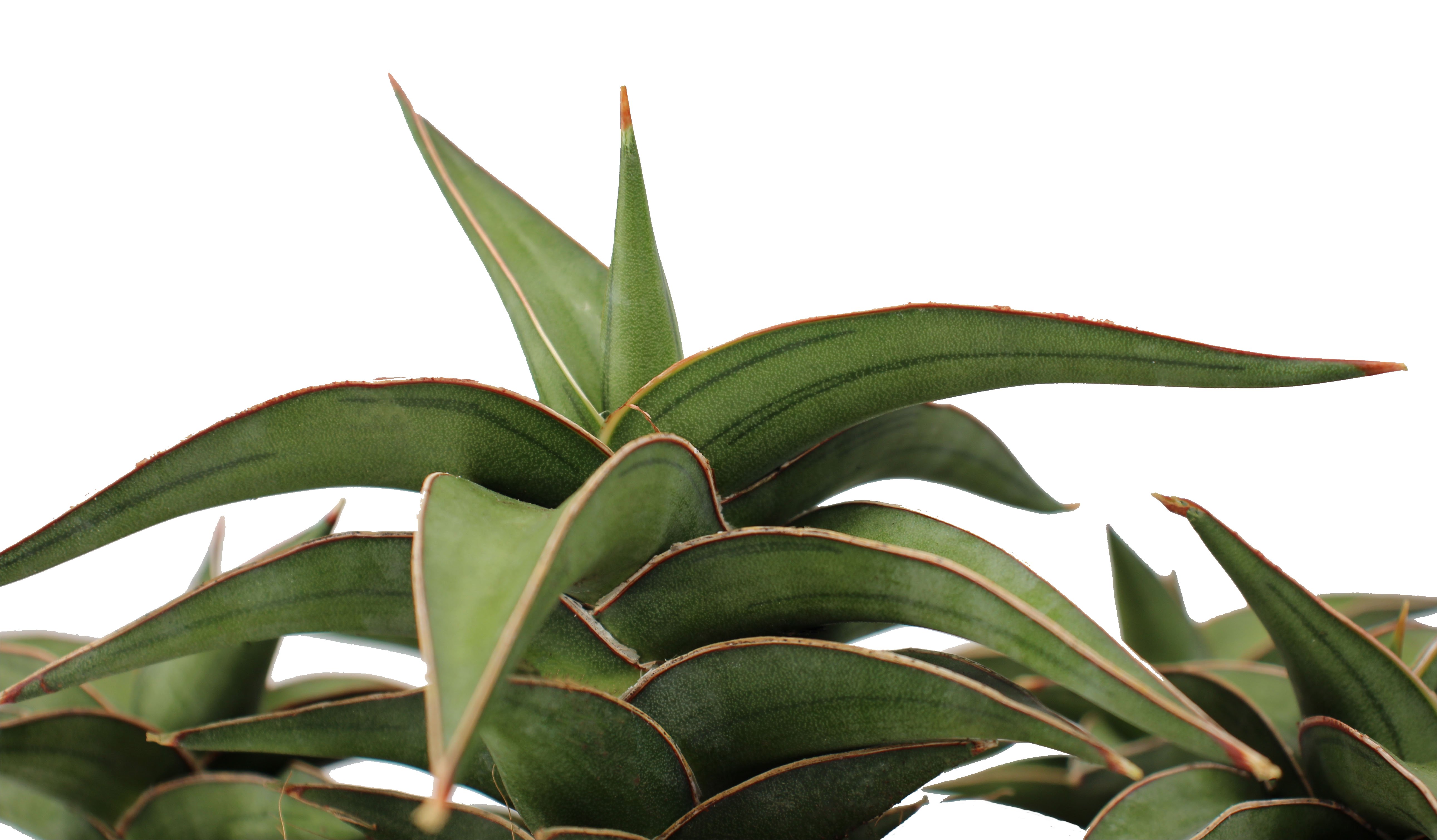 Sansevieria lavranos
