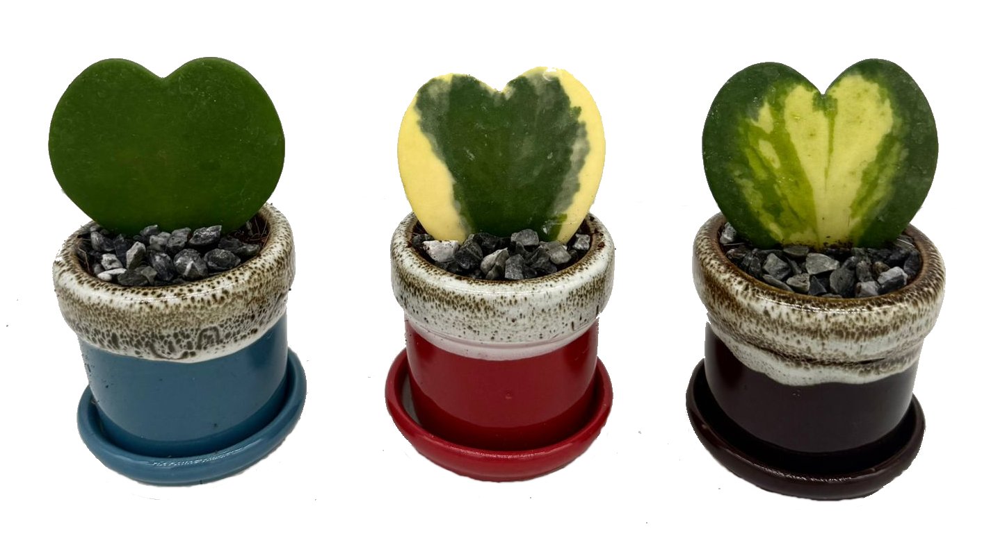 Hoya Kerri
