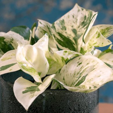 Epipremnum Happy Leaf PL