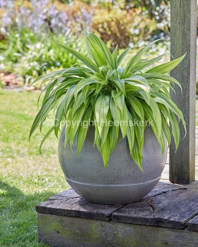 Hosta Hyuga Urajiro