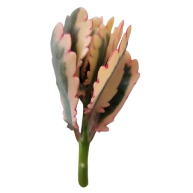 Kalanchoe Fedtschenkoi Variegata