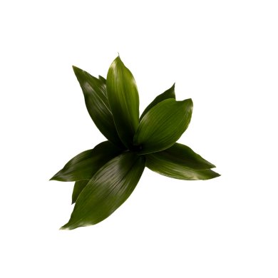 Aspidistra Eliator 12 CM 35 41 CM Close Up