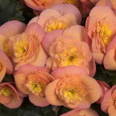 Belove Peach BL