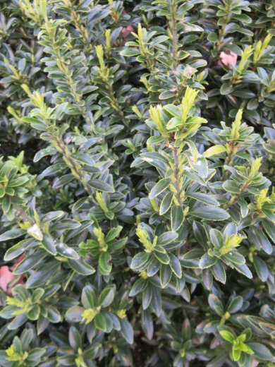 Euonymus Japonicus Green Spire BL