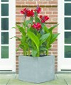 Canna Indica Front