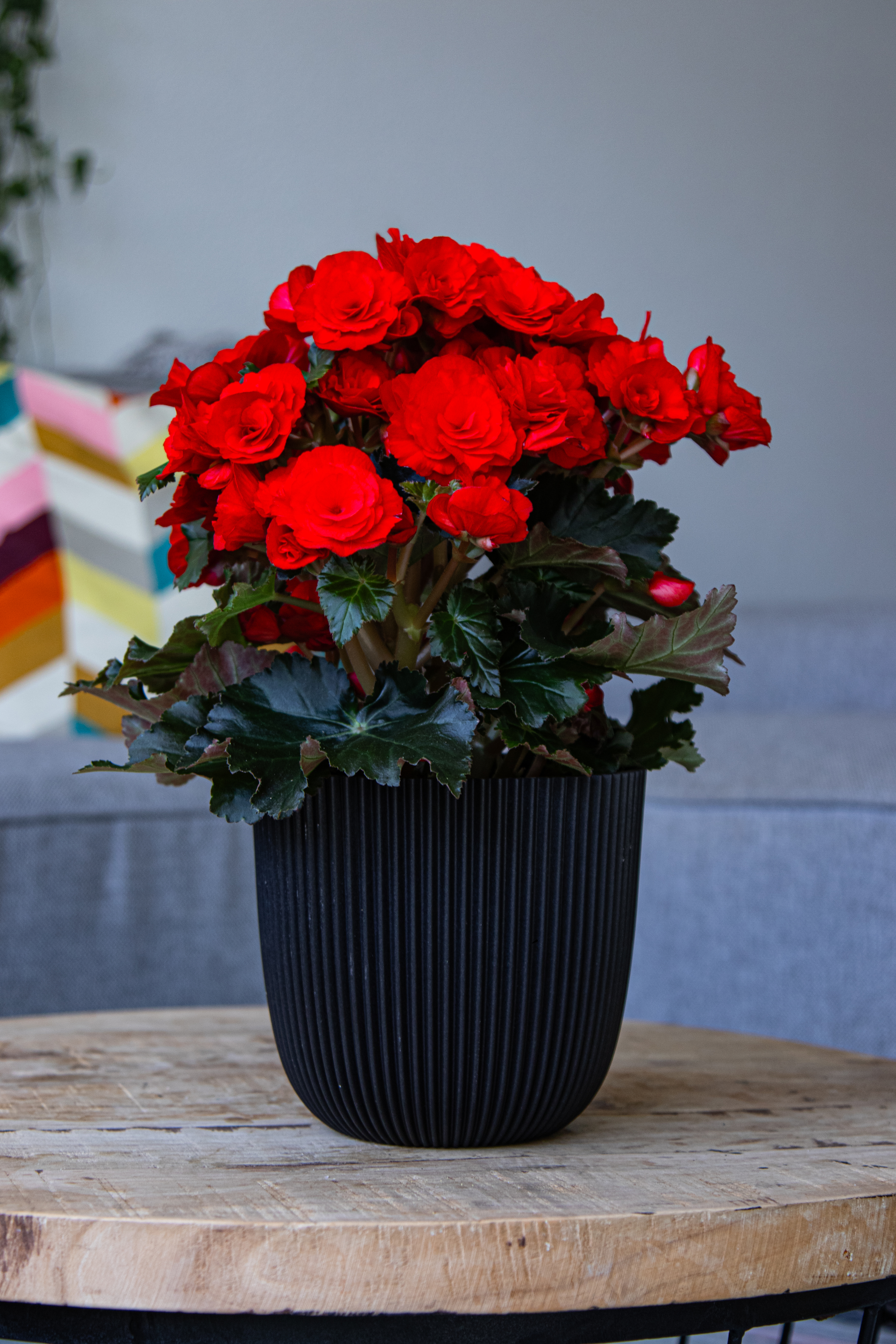 Balisto Added Value 1