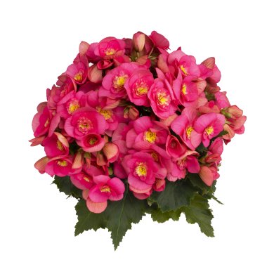 Belove Rose Improved PL