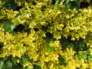Euonymus Fortunei 'Emerald 'N' Gold BL