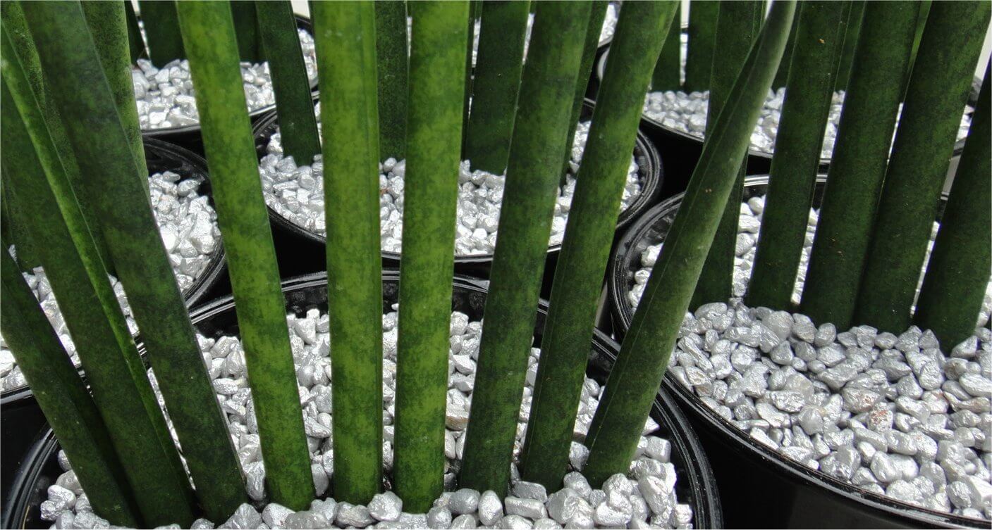Sansevieria Bacularis Header