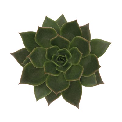 Echeveria Hybrid Agena