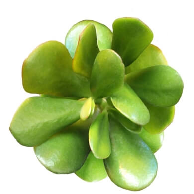 Crassula Ovata Compacta