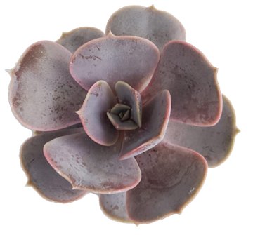 Echeveria Magic Red