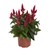 Celosia Spicata Merida Red