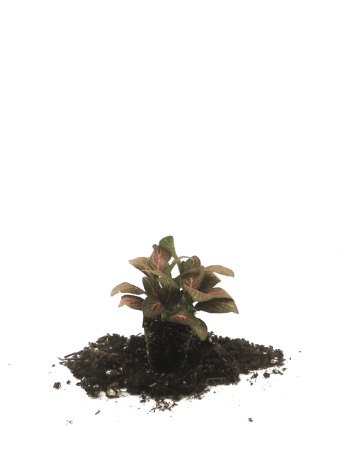 Mini Red Fittonia 72 Cell