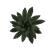 Echeveria X Pachyphytum Hybrid 'Spica' (8,5 Cm) Close