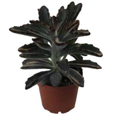 Kalanchoe Tomentosa Nigra PL