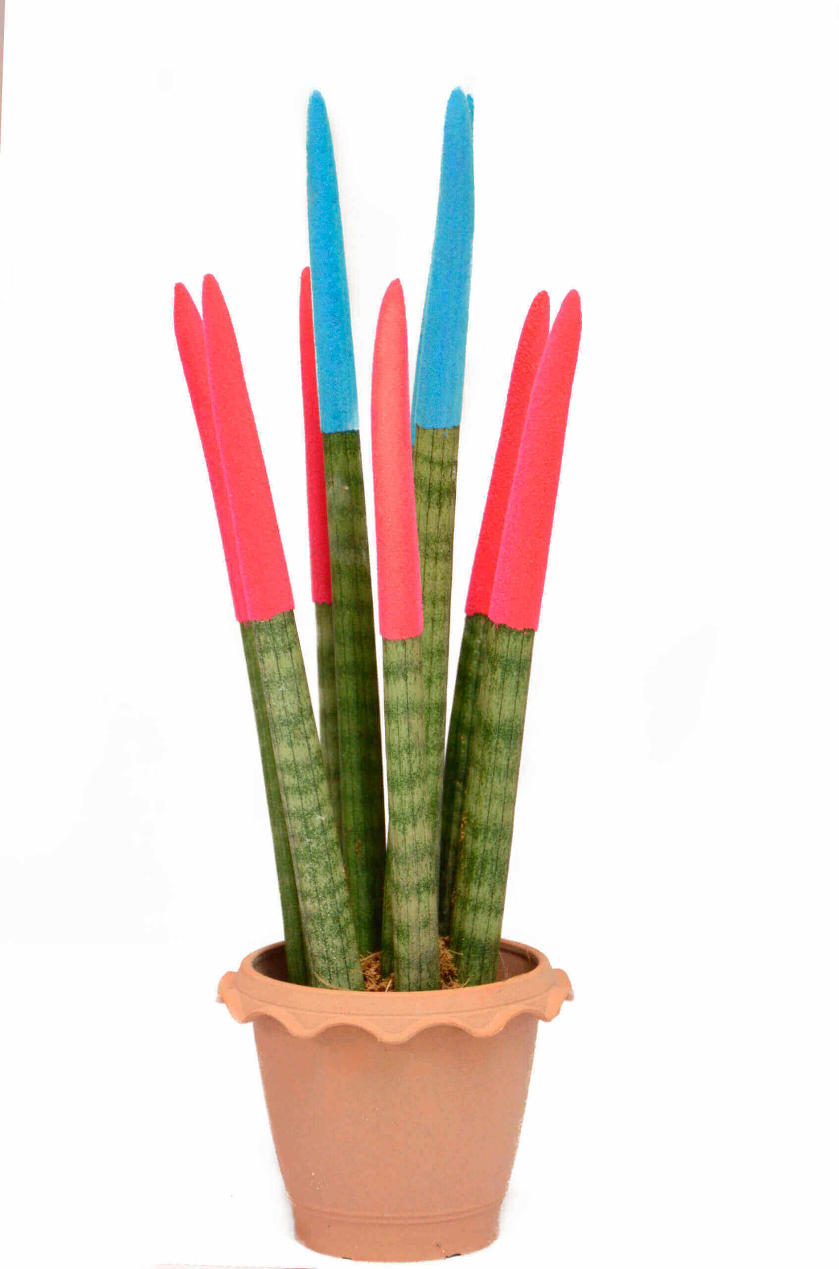 Finger Blue And Red Scaled