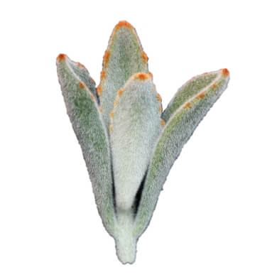 Kalanchoe Tomentosa URC