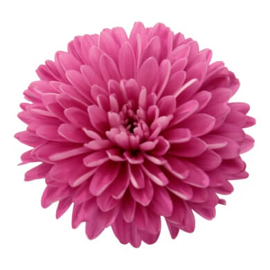 Asters Queen Regent Red BL