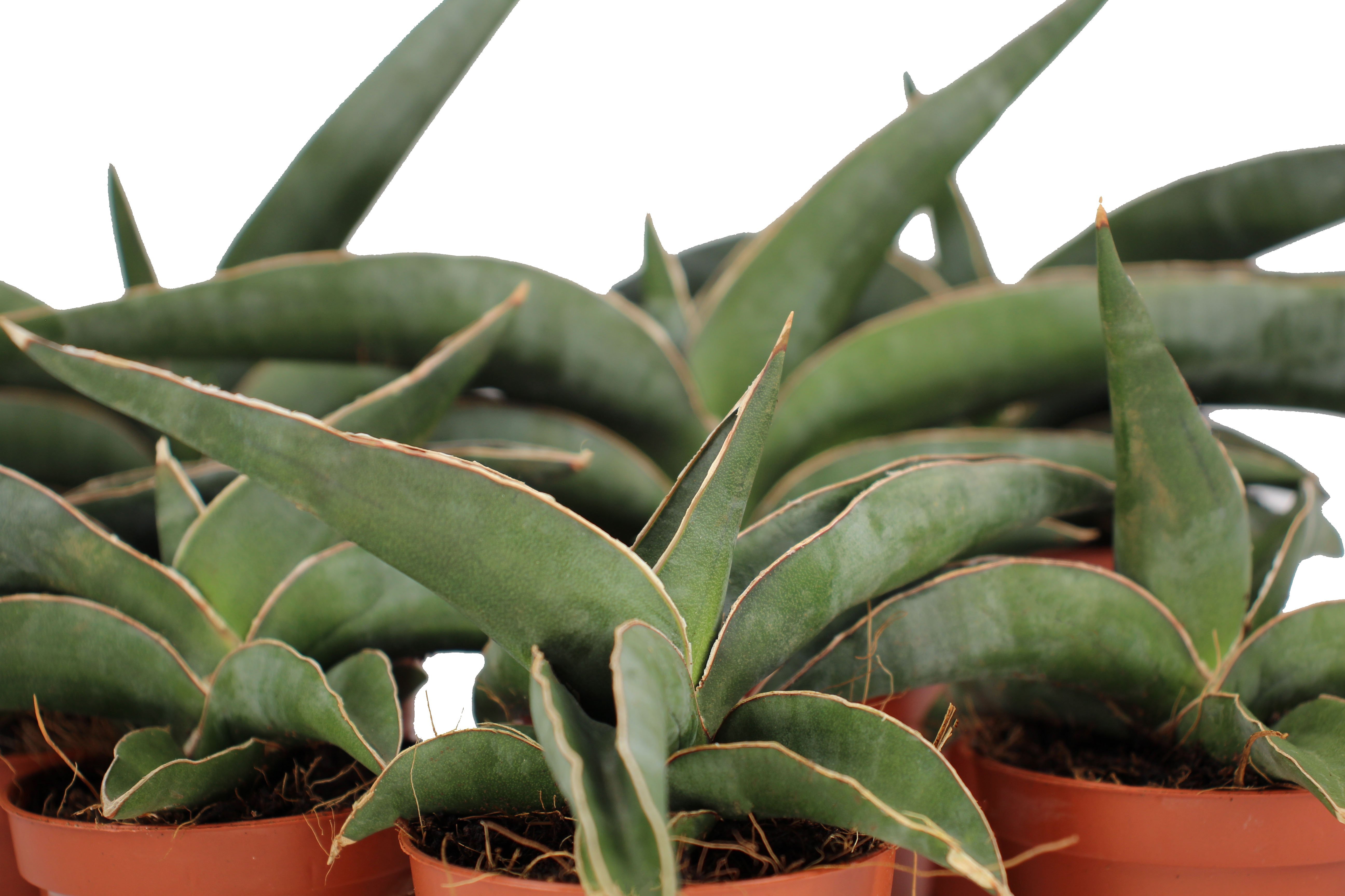 Sansevieria Robusta Front