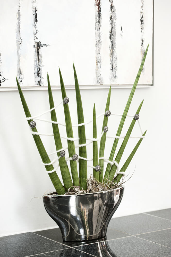 Sansevieria 31