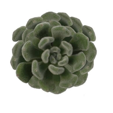 Echeveria Setosa