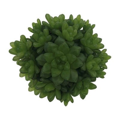 Haworthua Cymbiformis 1