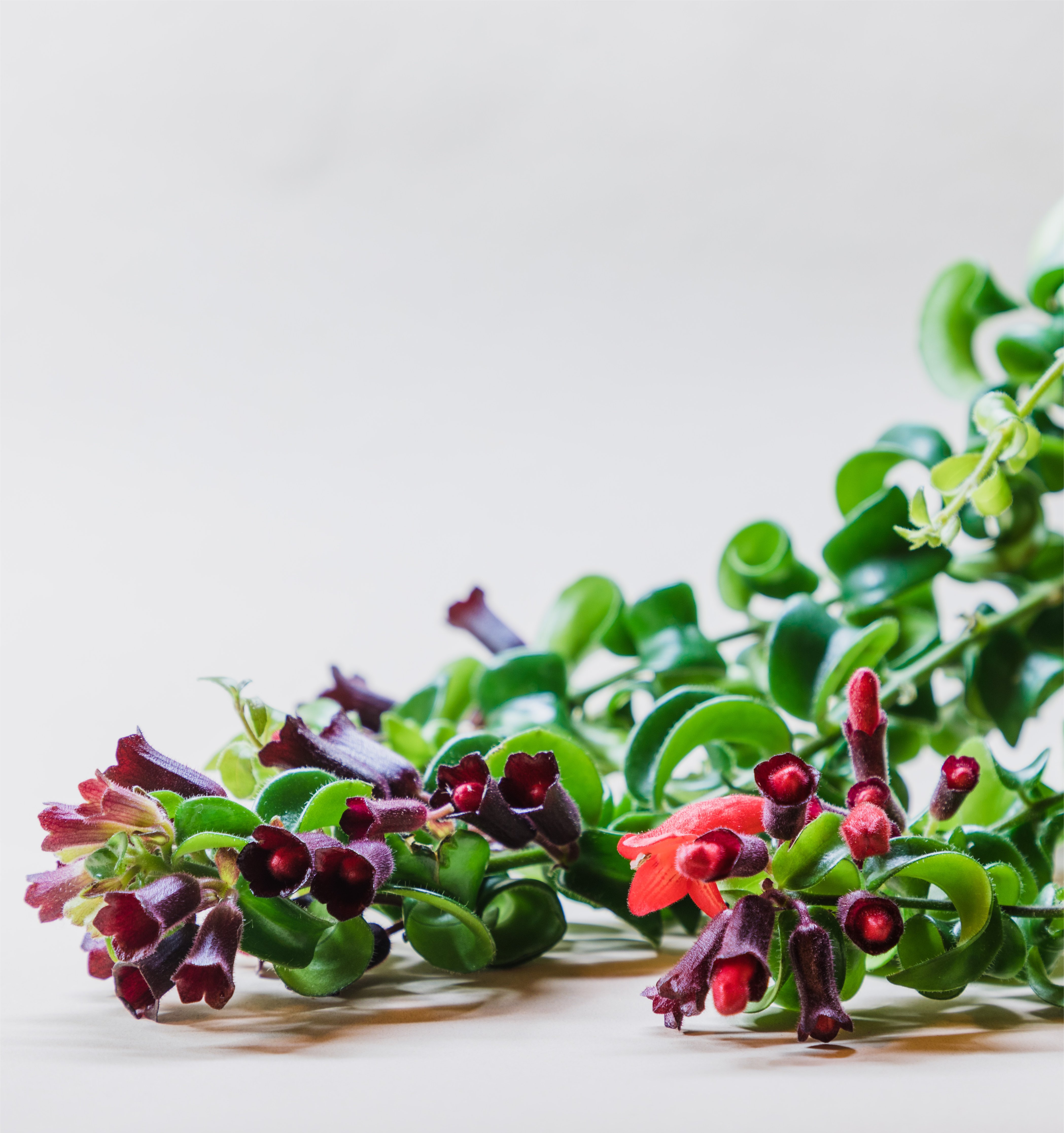 Aeschynanthus Curly Front