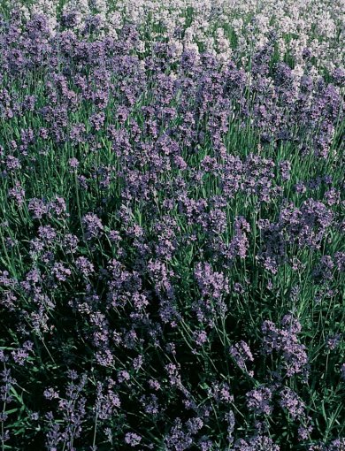 Lavandula Angustifolia Dwarf Blue