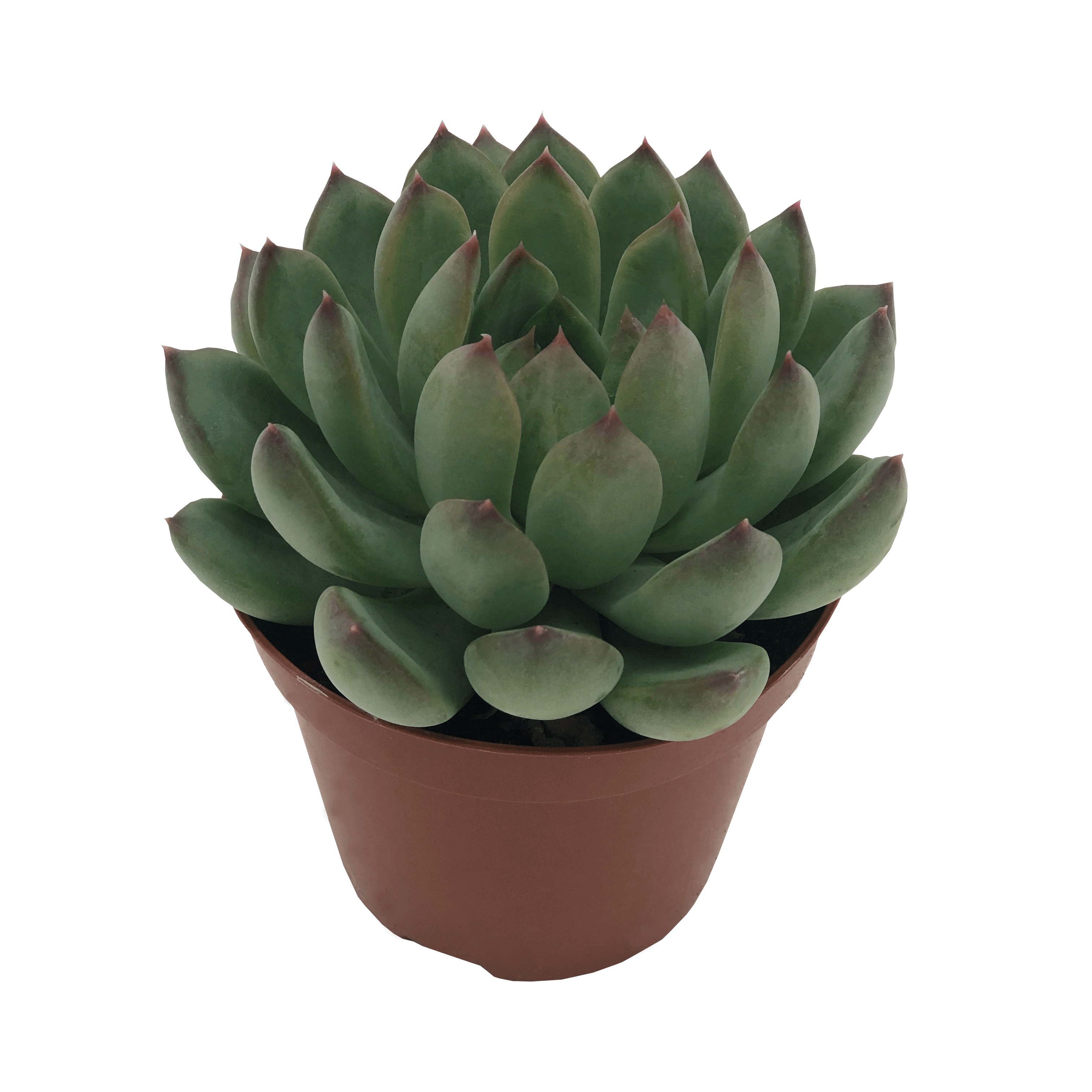 Echeveria X Pachyphytum Hybrid 'Riegel' (8,5 Cm)