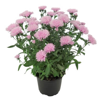 Asters Queen Regent Rose PL